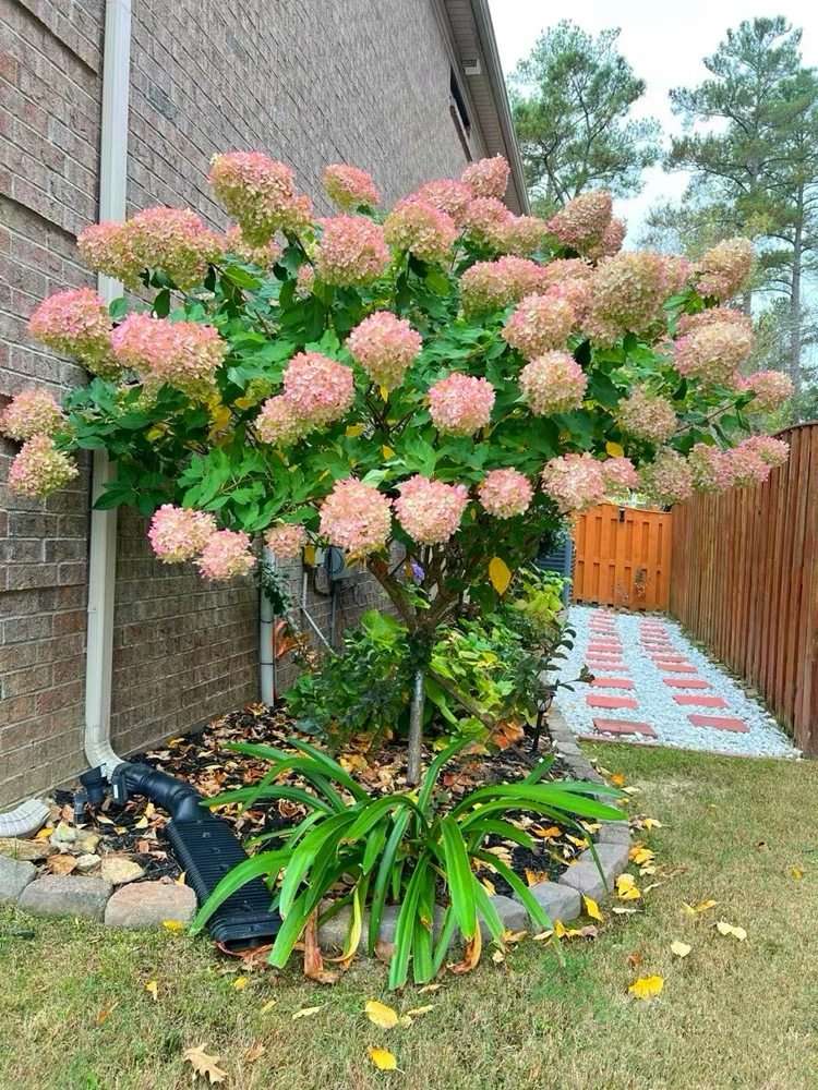 耐寒大花圆锥绣球花绣球棒棒糖开花压弯枝花期以上一花赏垂丝茉莉