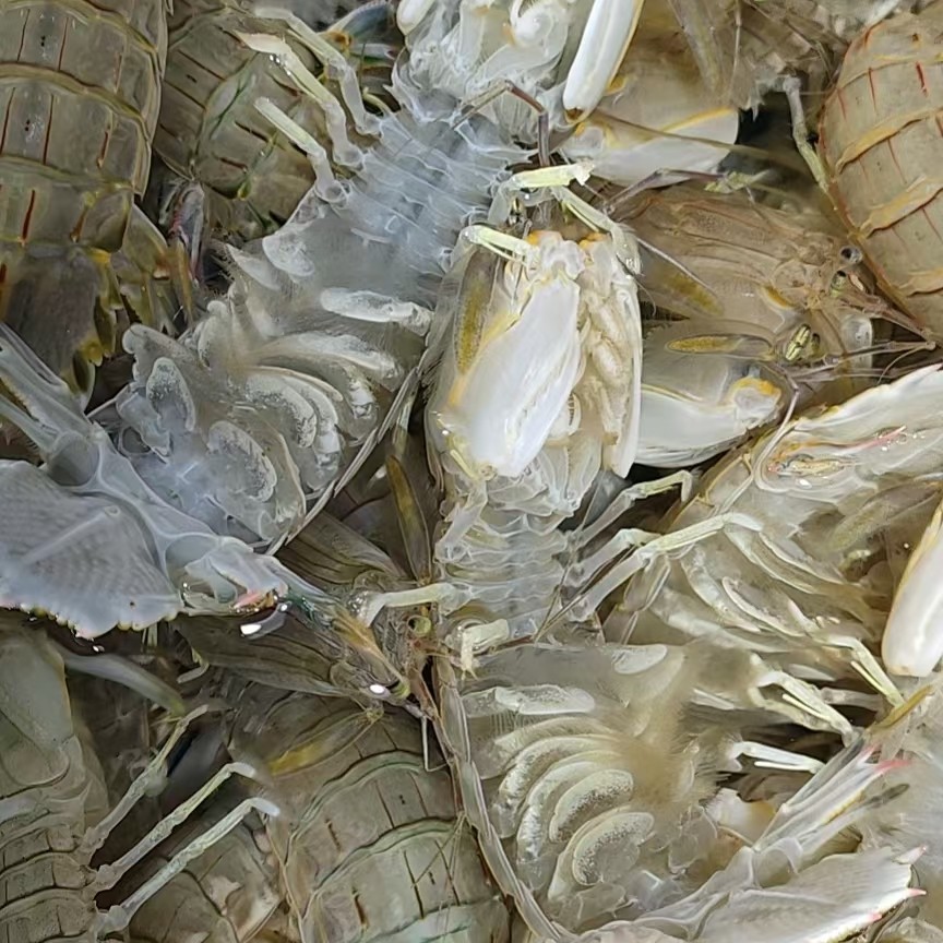 鲜活的皮皮虾海蟹双拼