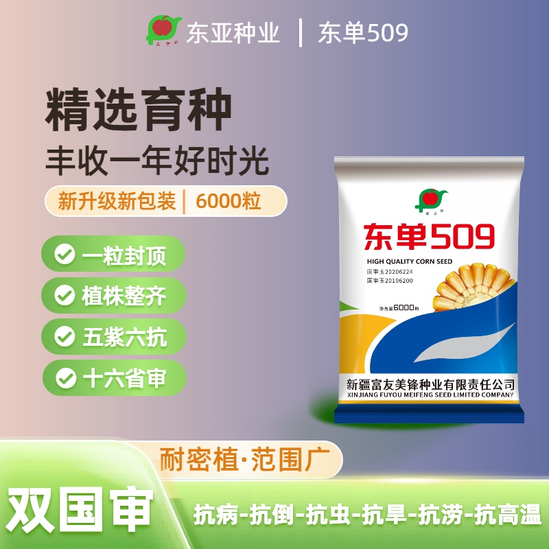 东单509玉米种子双国审16省审五紫六抗