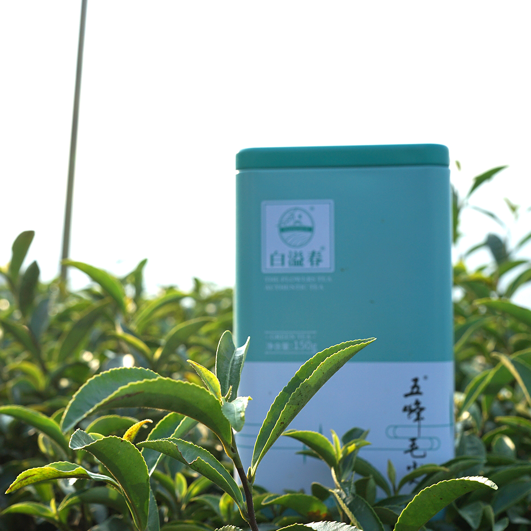 五峰绿茶（香茶）2025新茶雨前口粮茶浓香型150g富硒名茶