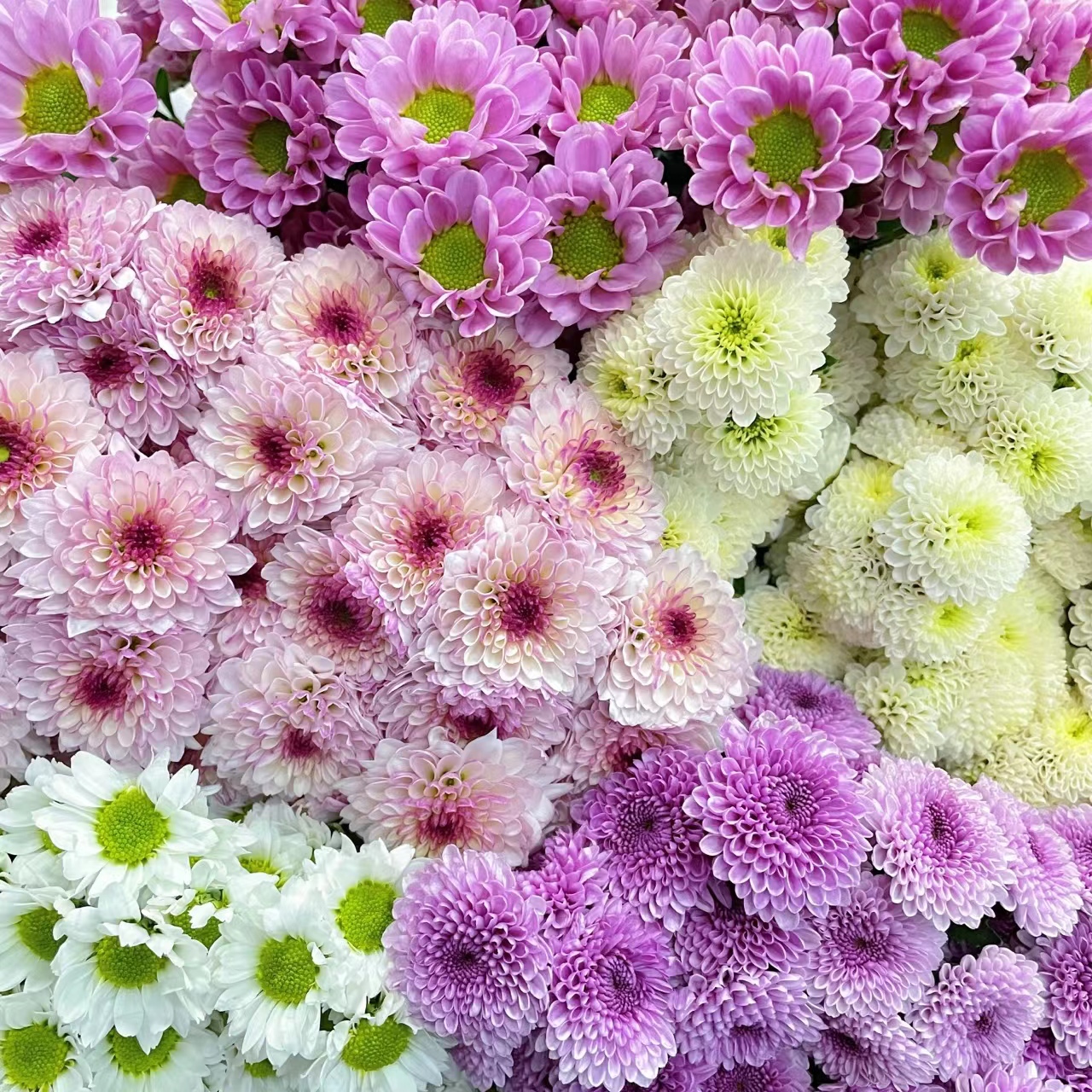【小雏菊】1单中通2单顺丰京东 居家插花 花期超长 云南基地直发