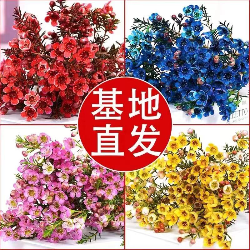 【澳洲腊梅】鲜花 腊梅 花期超长 有香味 云南基地直发