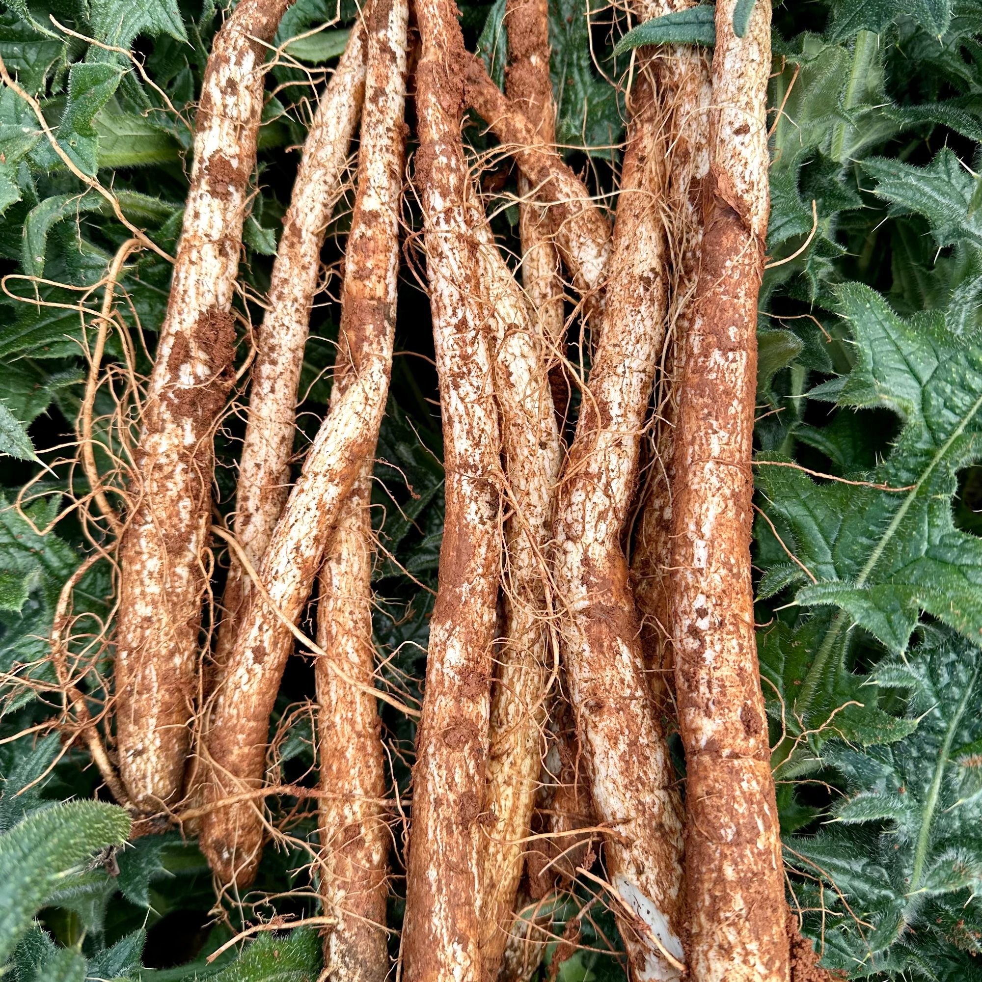 炖鸡炖排骨新鲜小马刺根农家自种