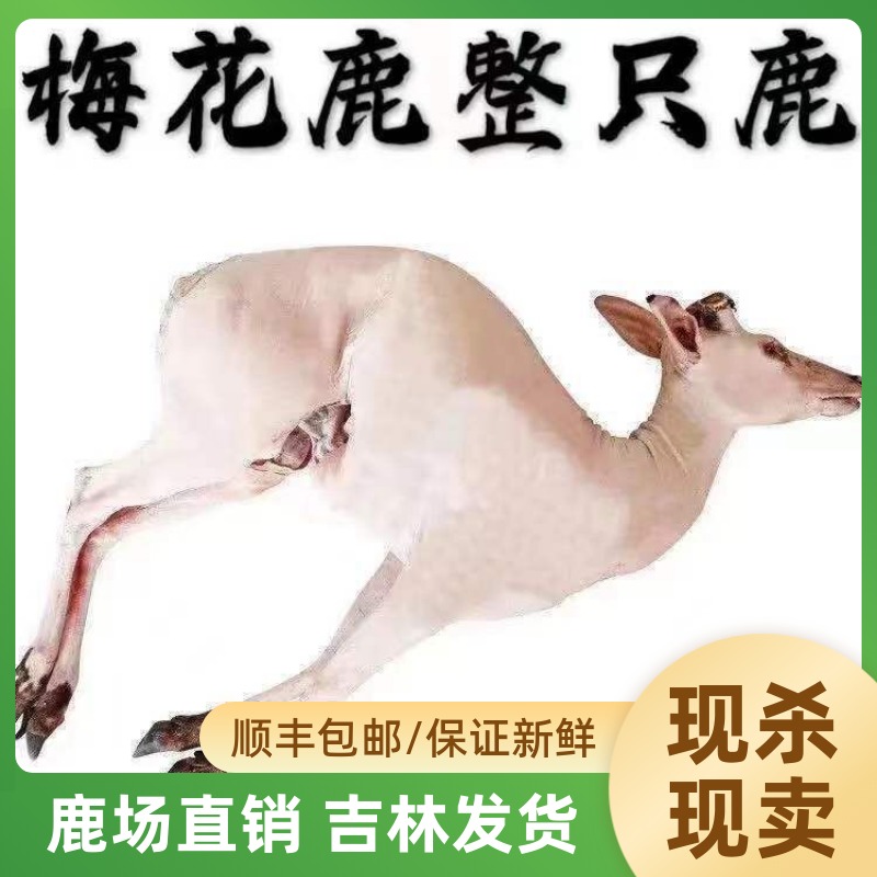 【整只】东北鹿肉梅花鹿新鲜现杀冷冻保鲜白条鹿