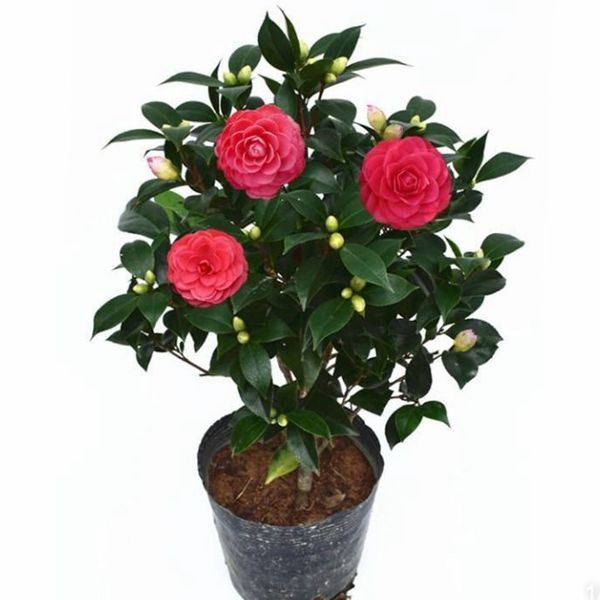 山茶花树苗红色赤丹盆栽直播——专用山茶花盆栽庭院庭院精选发货