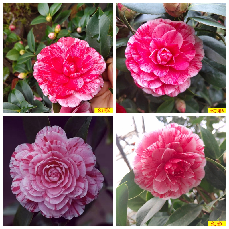 名贵幻彩五色茶花盆栽室内四季好养花卉庭院阳台观赏植物耐寒耐热