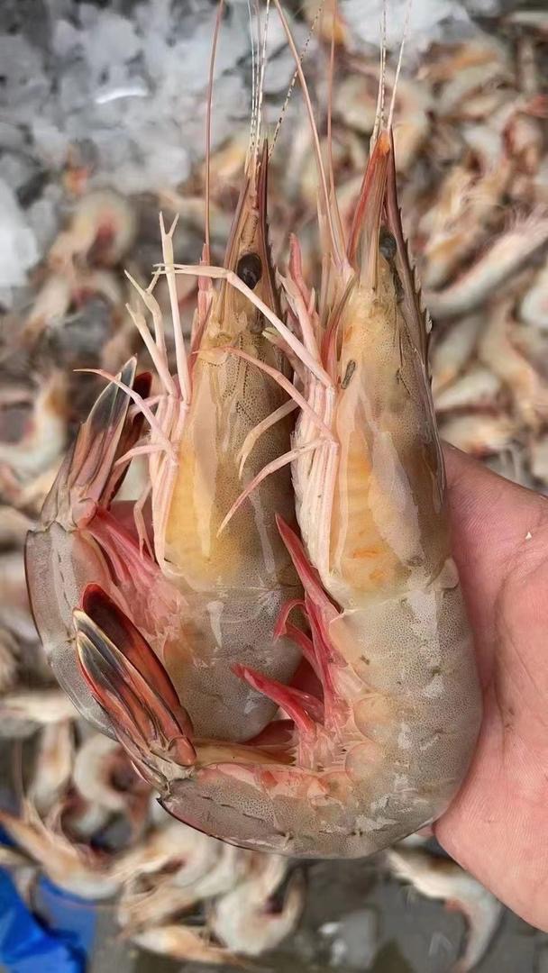 莱州三山岛渤海湾海捕大对虾