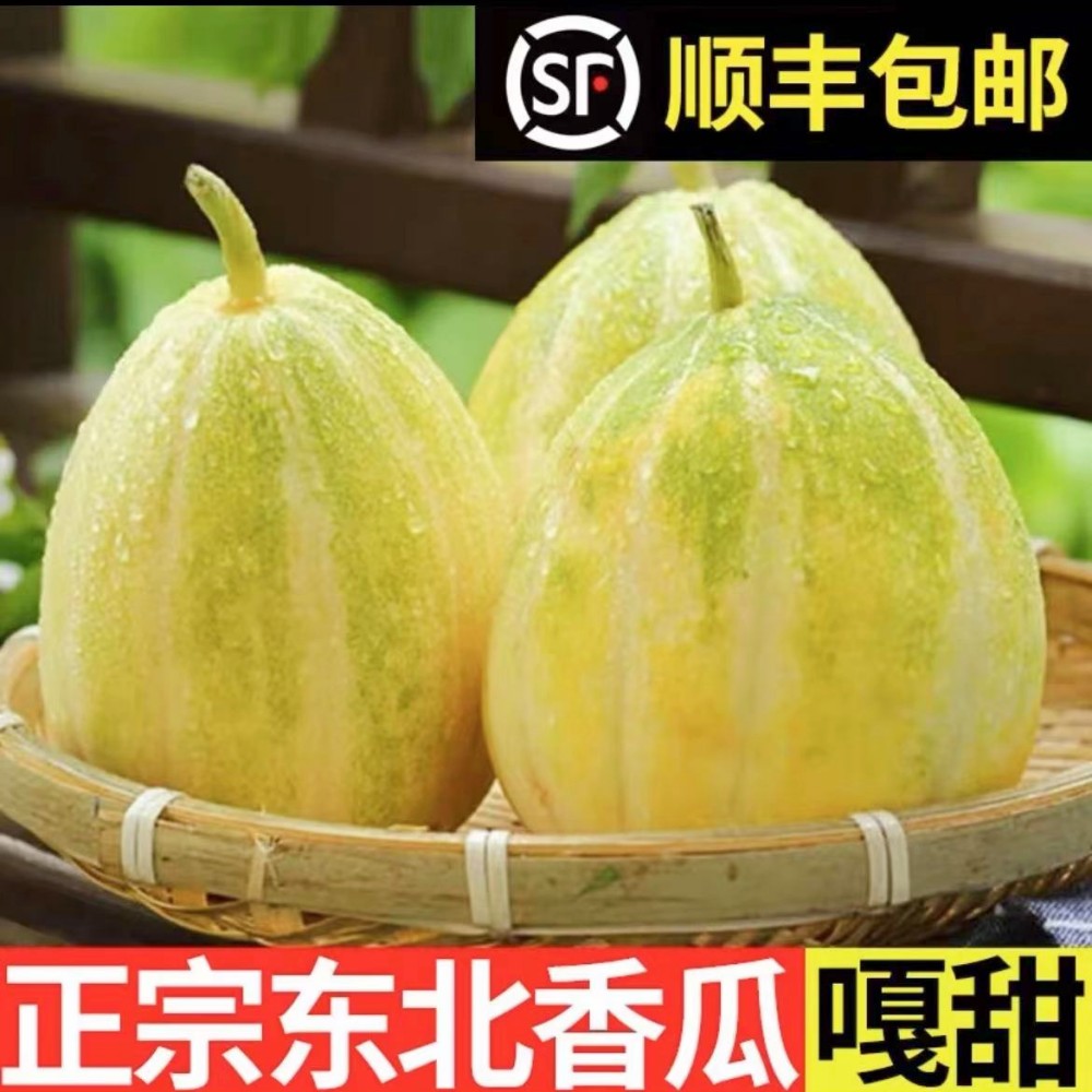 【顺丰包邮】正宗东北香瓜金飞香瓜现摘现发头茬甜瓜香瓜1斤3斤5斤