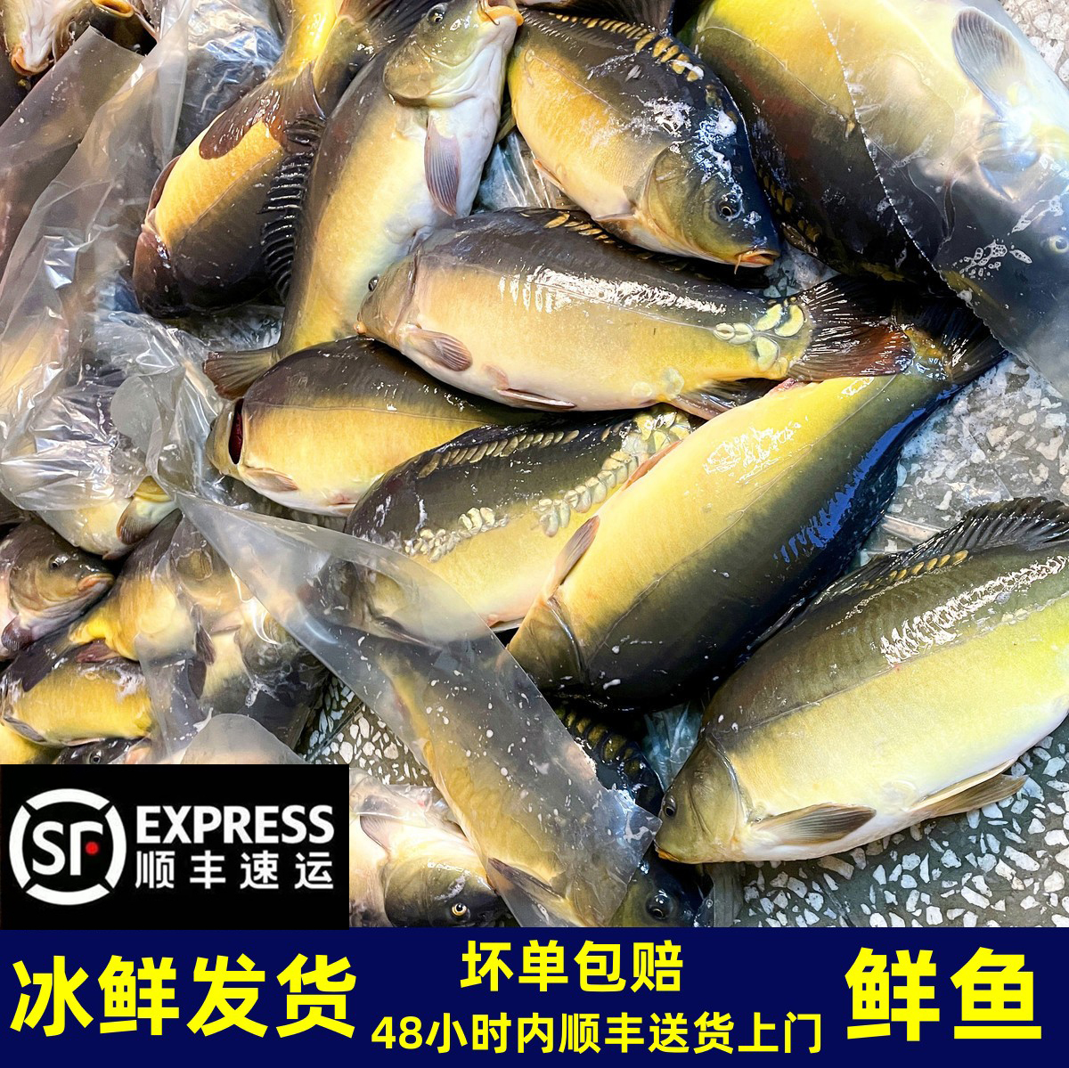 【顺丰空运】东北三道鳞鱼活体冰鲜发保鲜不保活新疆西藏海南冷冻发