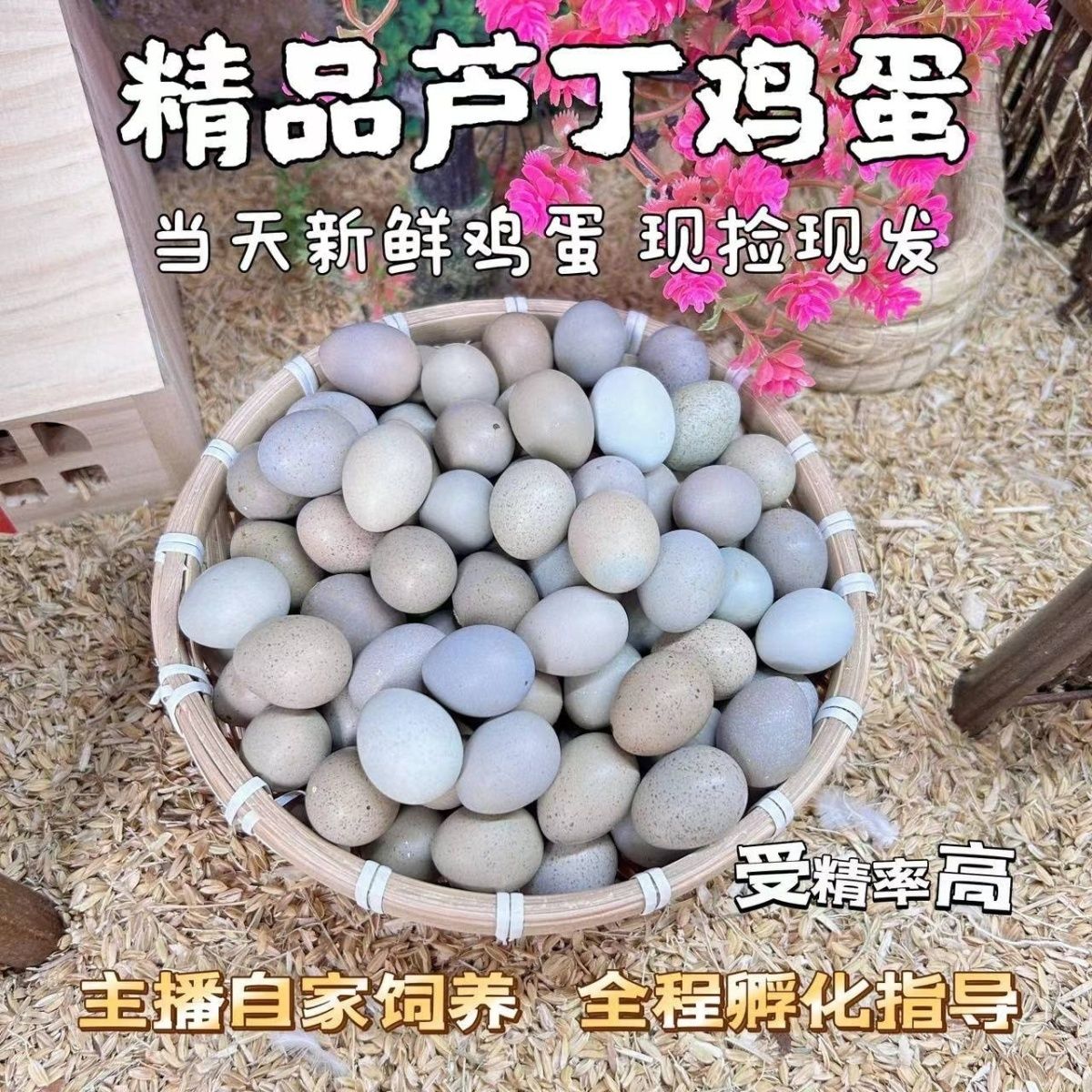【主播推荐】网红迷你芦丁鸡蛋新鲜食用孵化售后服务无忧