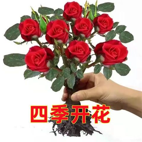 玫瑰花苗老桩月季特大植物室内外盆栽阳台四季开好养易活花卉大全