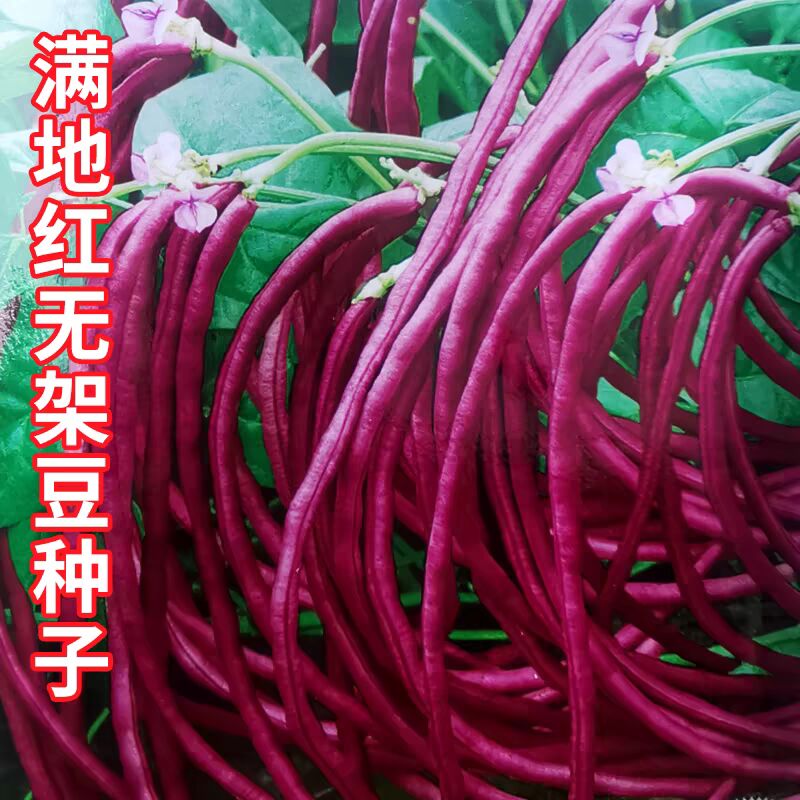满地红无架豆角种子耐热蔬菜种籽四季播种红豇豆
