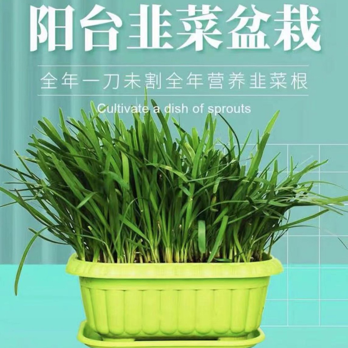 水培韭菜套盒 大盆小盆无土栽培