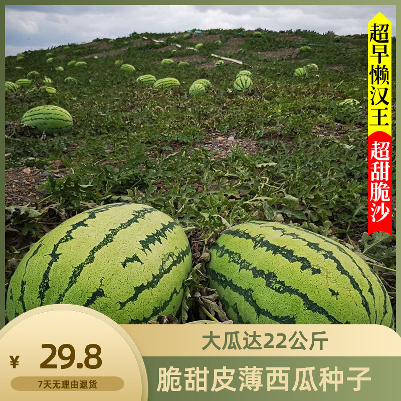 高产西瓜种子特大果型超甜抗病中熟懒汉王四季播种