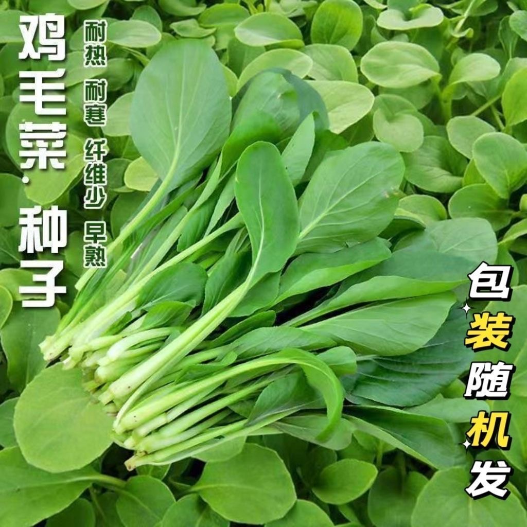 鸡毛菜种子四季播种耐寒速生小白菜小青菜庭院盆栽