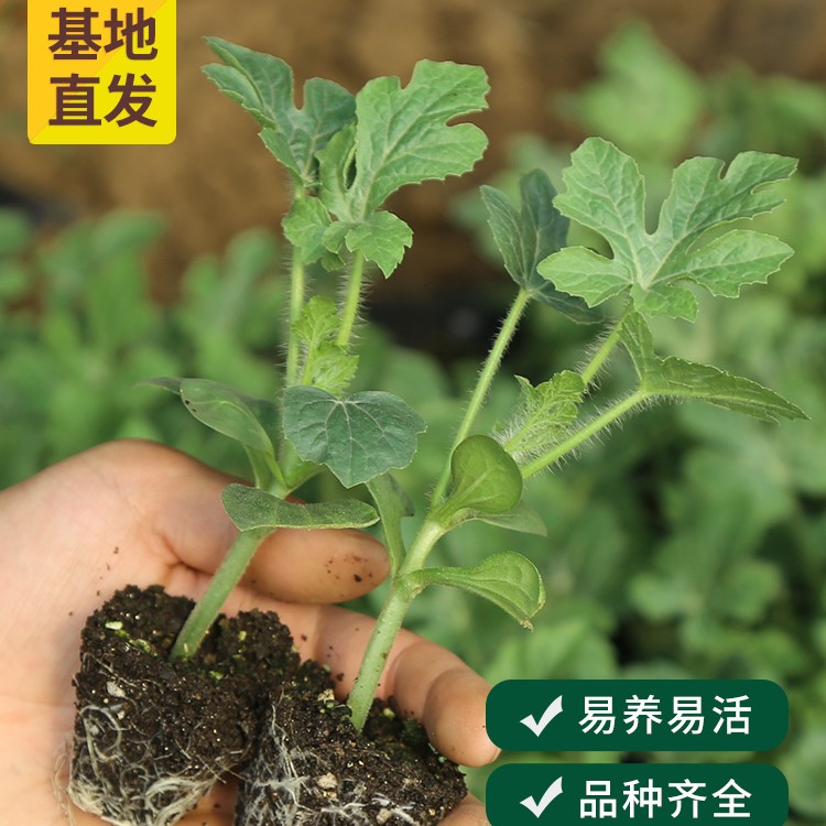 高甜肉脆红瓤少籽冰糖麒麟西瓜种子嫁接西瓜苗小西瓜苗2K