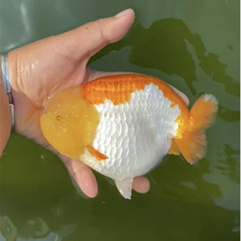 精品兰寿金鱼活体观赏鱼