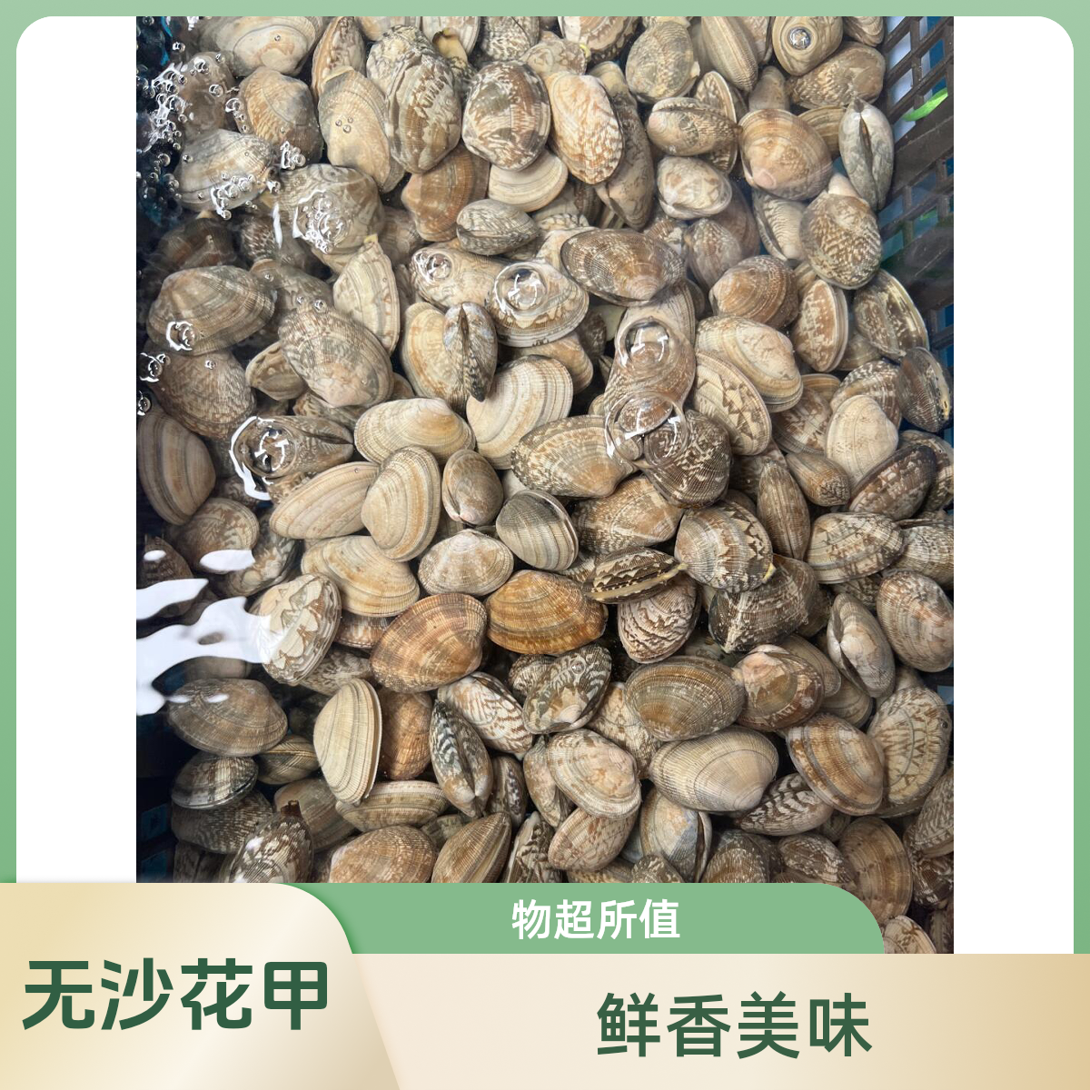 无沙大花甲（500g）