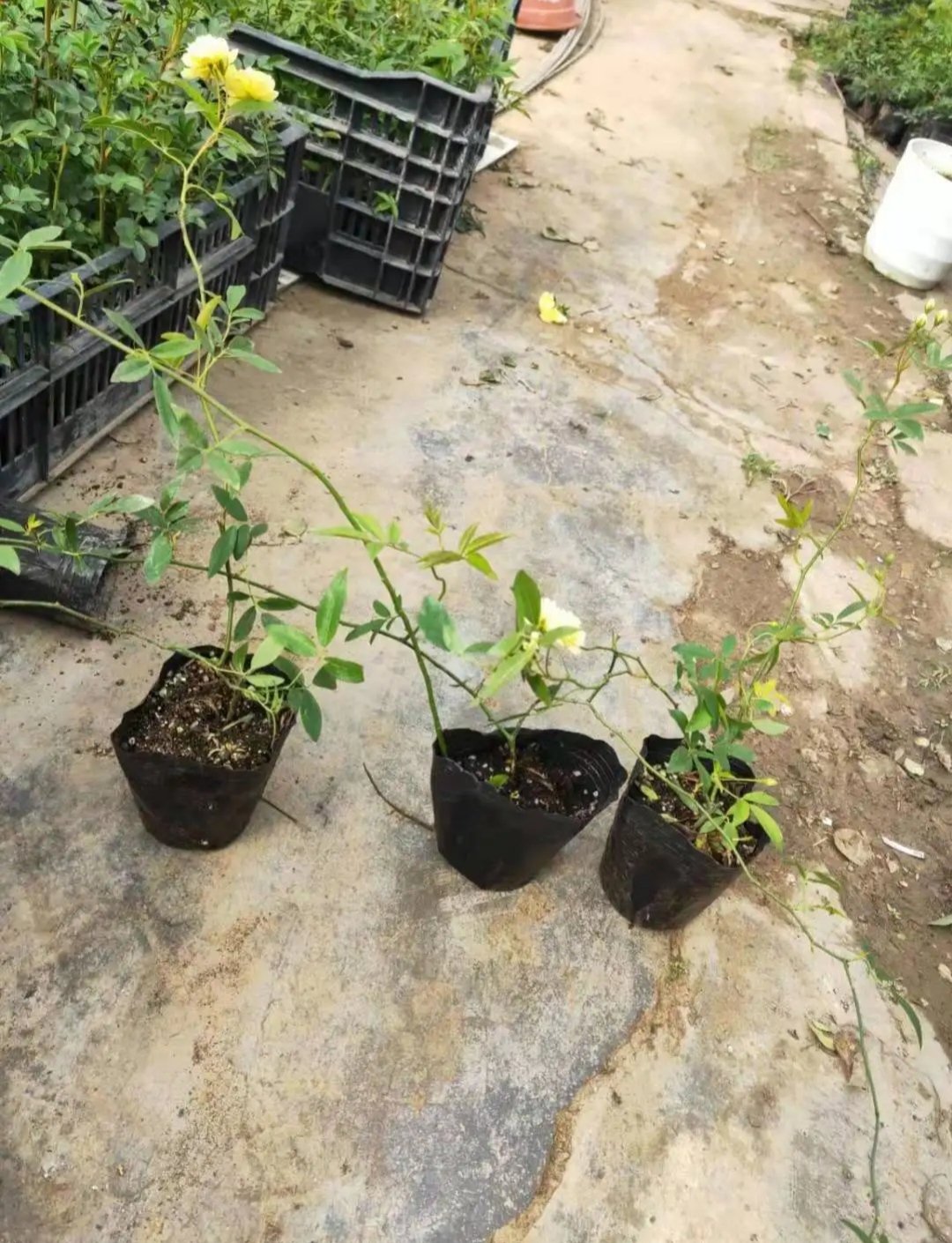 爬藤月季小苗，两颗起送