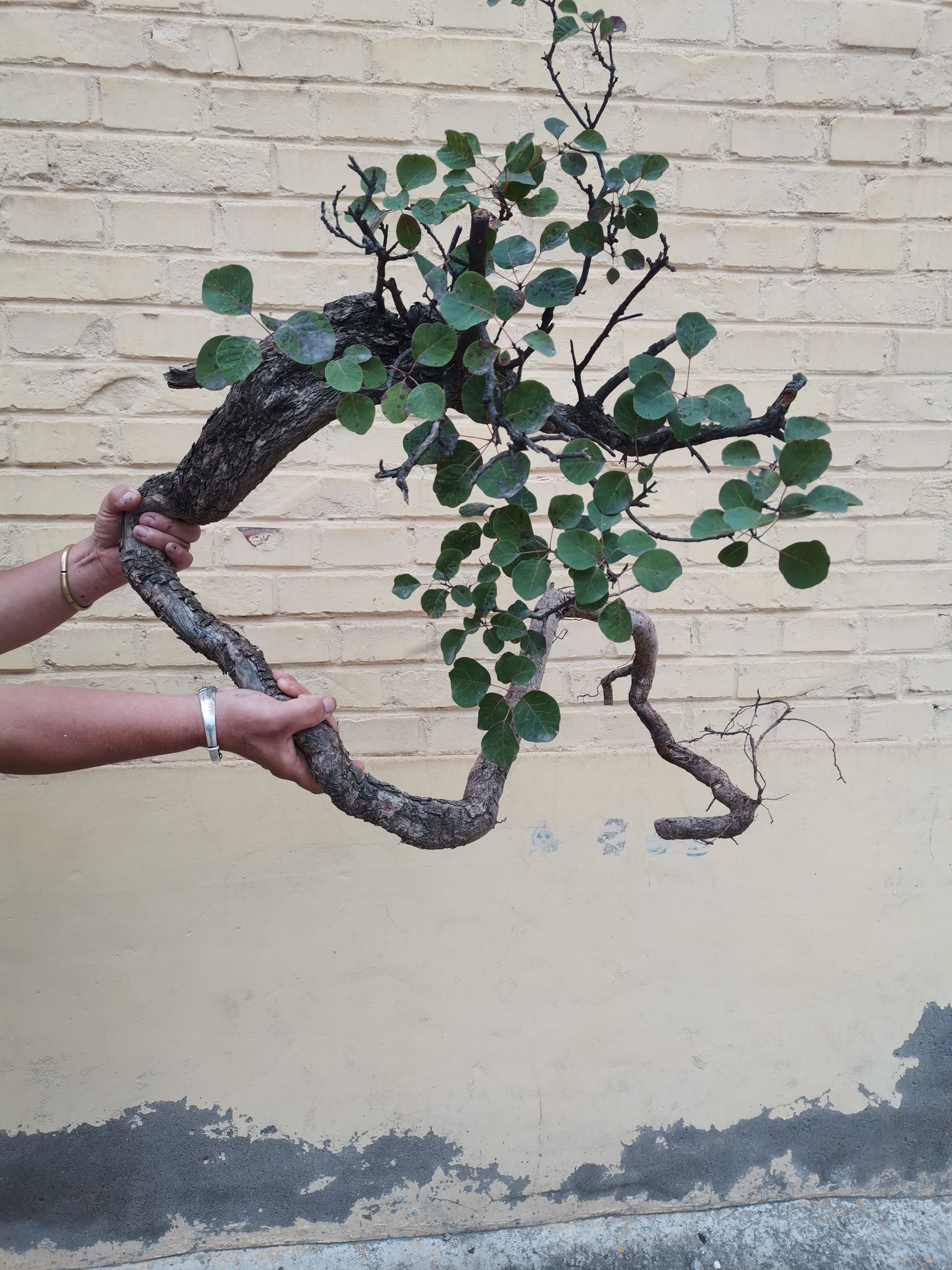 香山红叶黄栌盆景景观树文人临水悬崖造型特色绿植盆栽