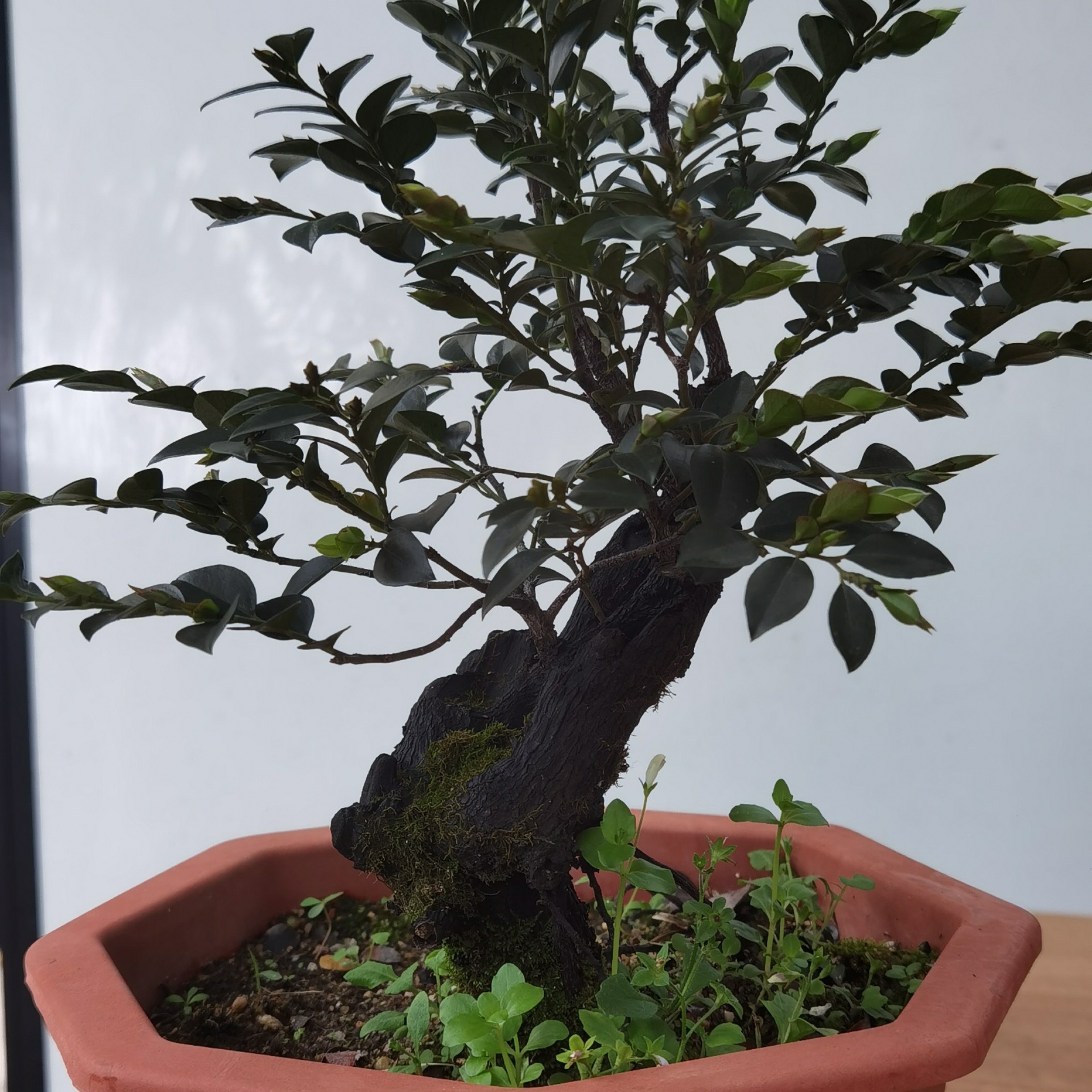 树木盆景绿植园艺