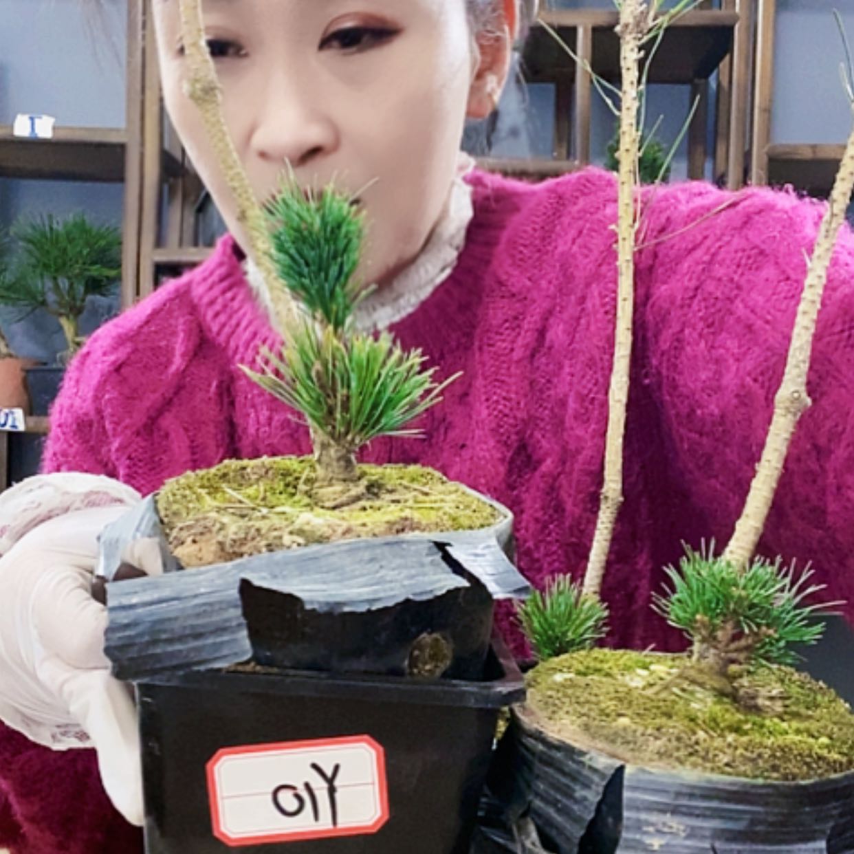 【闪购商品】植物形态