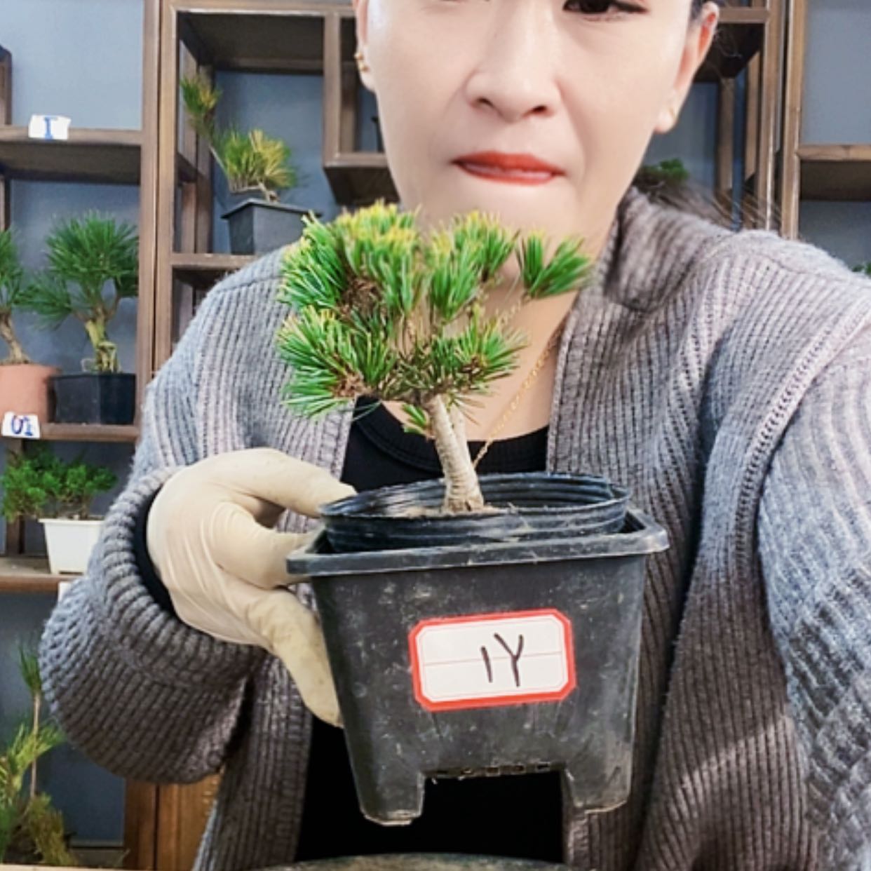 【闪购商品】植物形态
