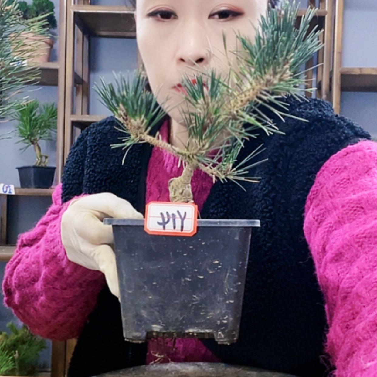 【闪购商品】植物形态