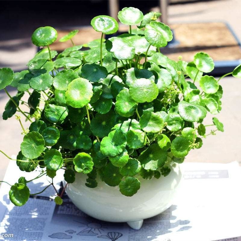 铜钱草种子四季金钱草种籽土培水培均可种植室内