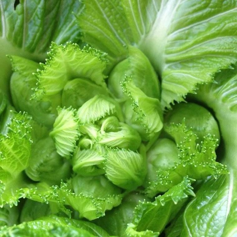 四川儿菜种子早熟抱子芥娃娃菜胖儿菜秋季阳台四季蔬菜