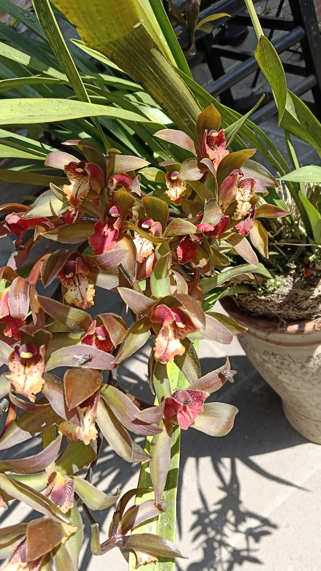 高端兰花绿植云南原生虎头兰兰浓香型易栽易成活精品兰花
