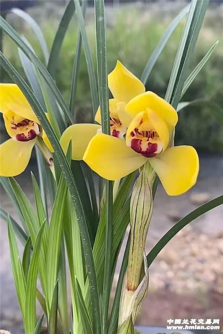 春兰黄荷浓香荷瓣