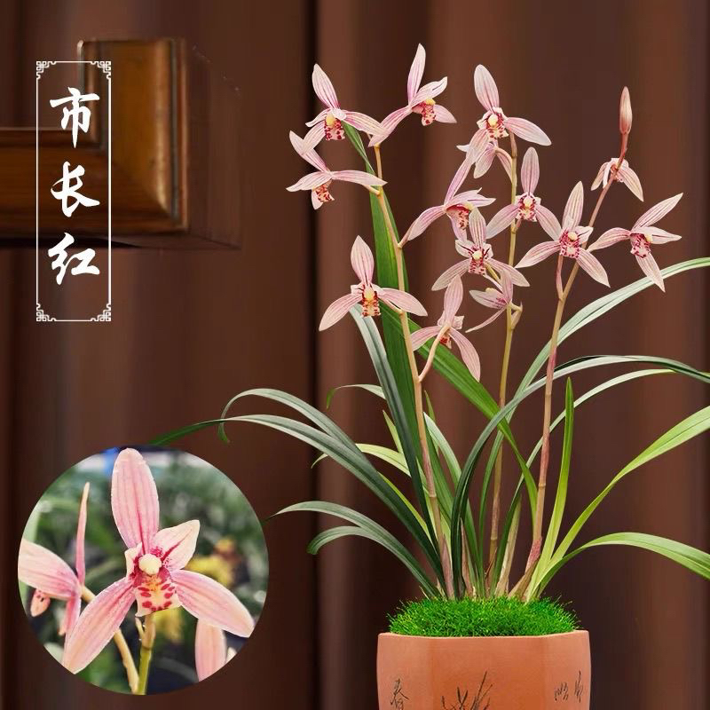 建兰市长红浓香色花