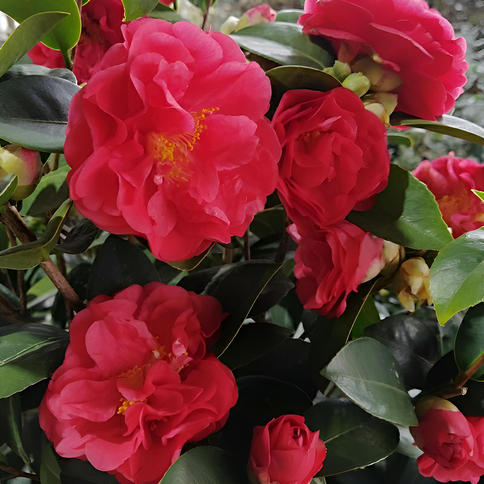 四季茶花盆栽山茶花四季鲜花不断室内庭院好养带花苞花卉花卉盆栽