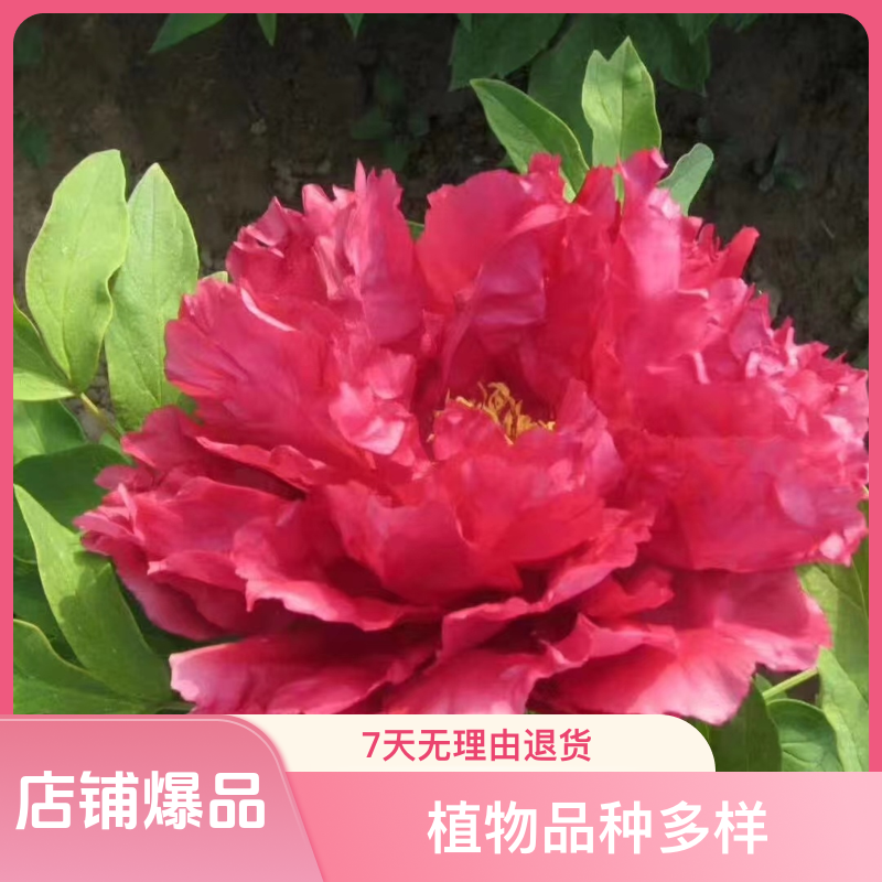 观赏牡丹（旭港）先发肥料，秋天发苗