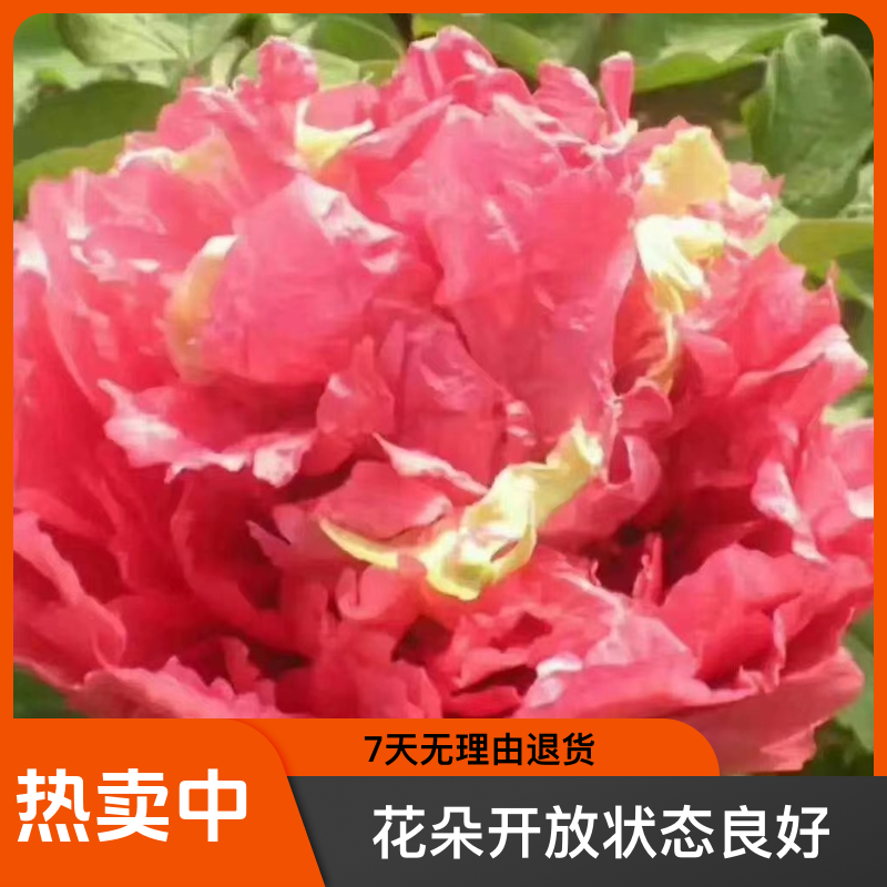 观赏牡丹（霓虹幻彩）先发肥料，秋天发苗