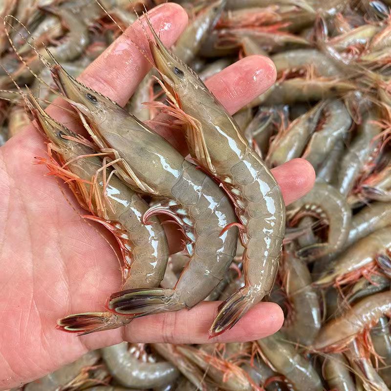 舟山本港滑皮虾剑虾条虾5斤