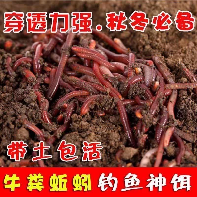 蚯蚓批发本地一斤1斤丘养殖红虫蚯蚓鱼饵钓鱼鲫鲤鱼蚯蚓鲜活蚯蚓