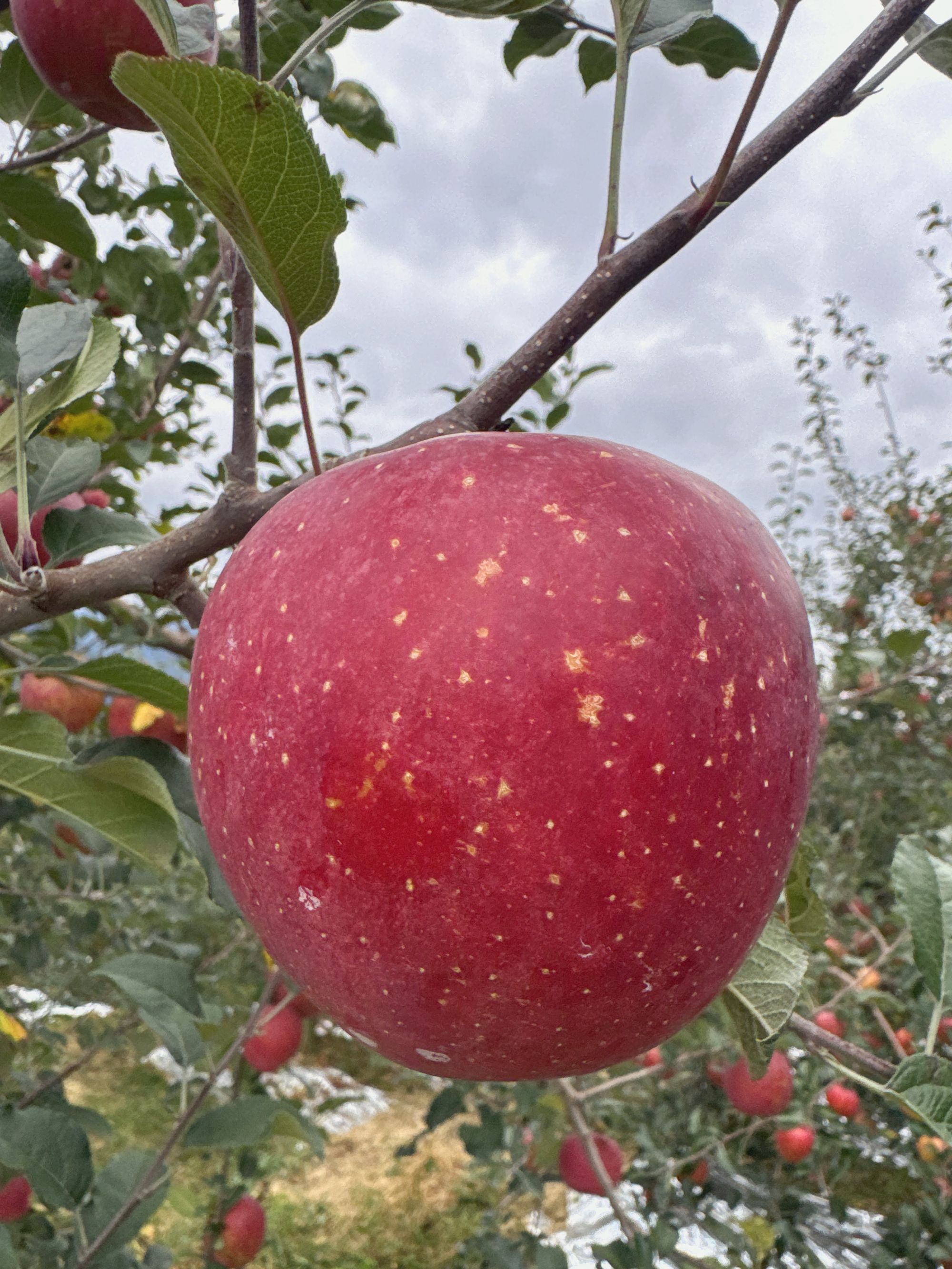 四川汉源糖心丑苹果水果现摘新鲜整箱包邮