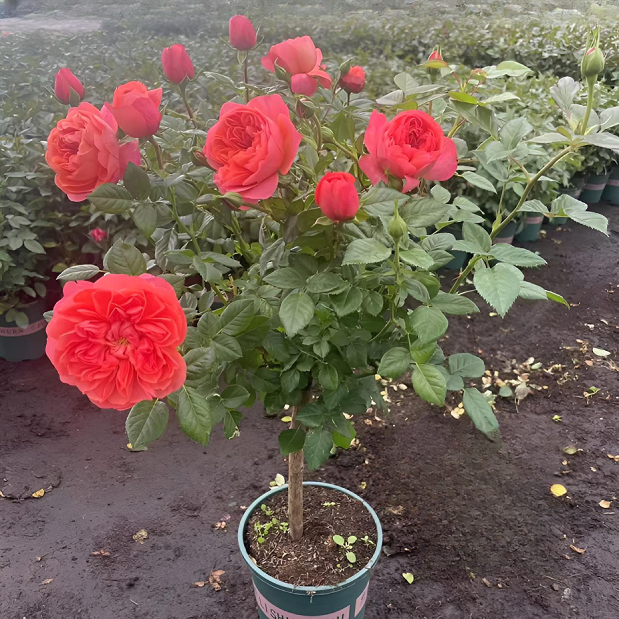 李氏【彩虹棒棒糖】四季开花树状棒棒糖嫁接多分支庭院阳台种植