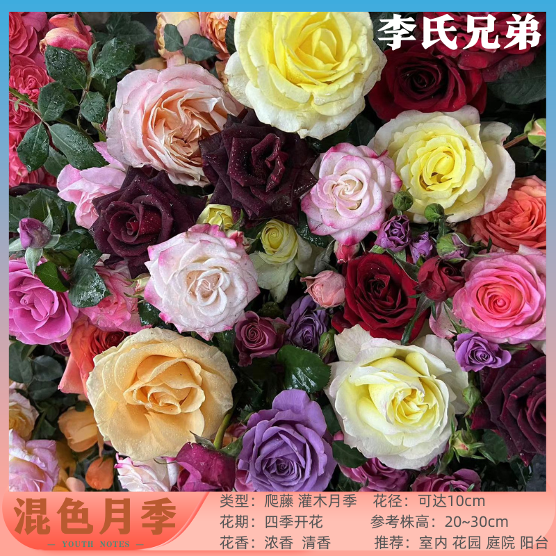 李氏【混色】1加仑盆一盆多色多品种经典四季开花阳台庭院花卉盆栽