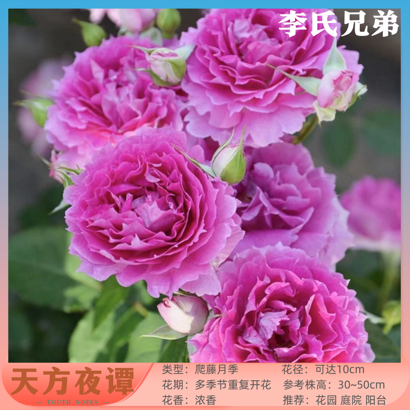 李氏【天方夜谭+红丝绒】1加仑盆好养四季开花阳台庭院花卉盆栽