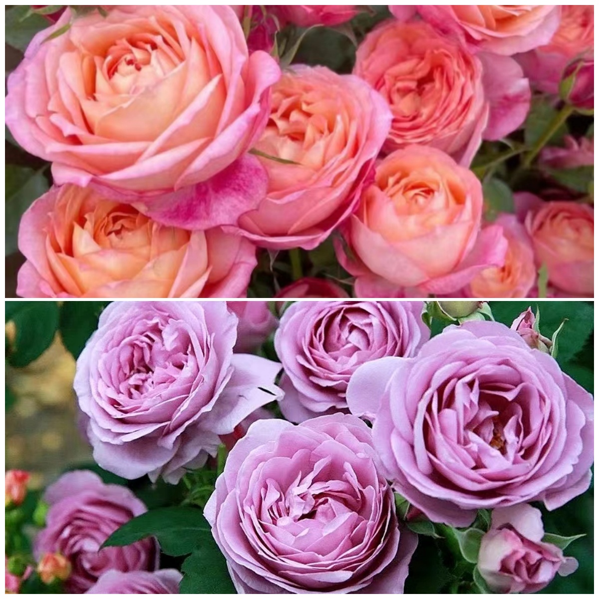 李氏【蓝色风暴+大花美人】大花浓香耐寒耐热四季开花庭院大花