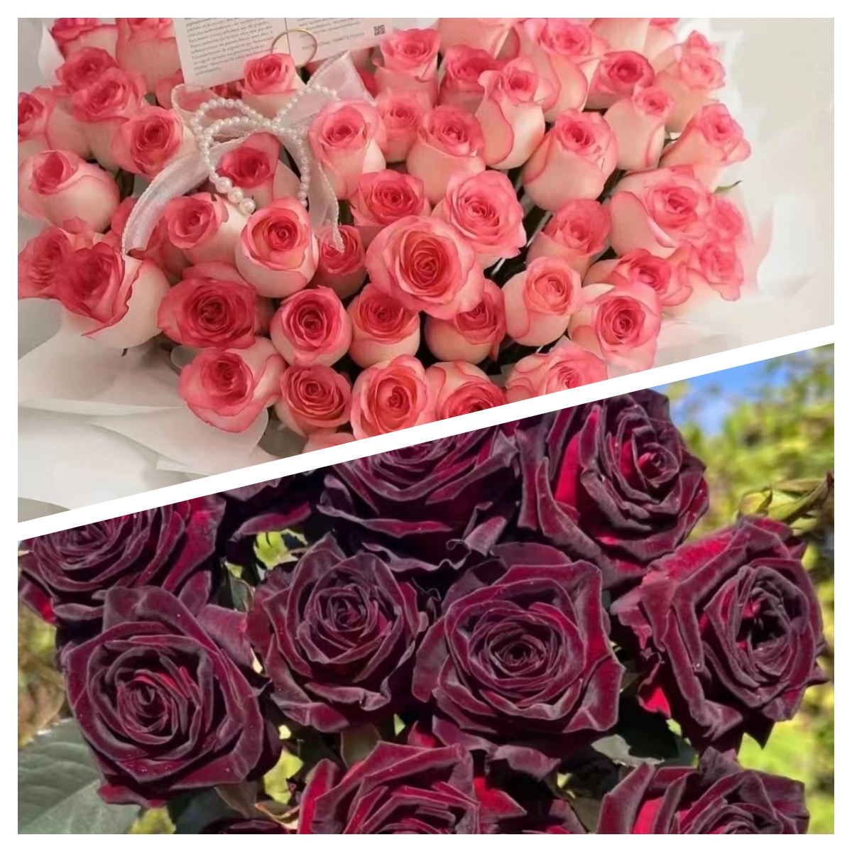 李氏【艾莎玫瑰+紫罗兰】大花浓香耐寒耐热四季开花庭院非常阳台