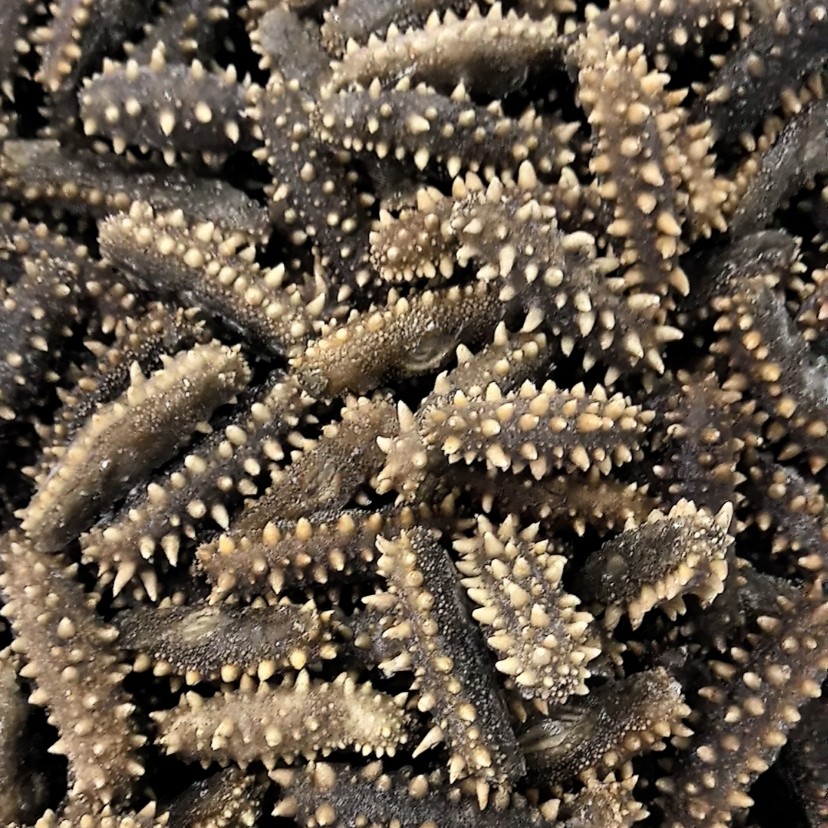 四海金渔【鲜蒸】辽刺参500克（5 倍泡发）