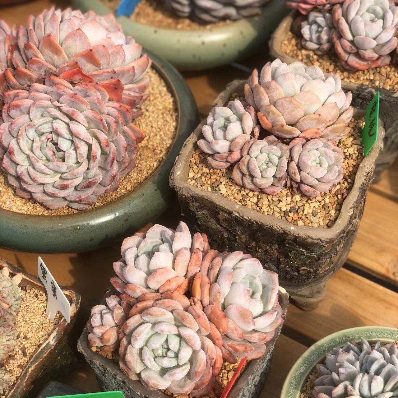 多肉植物正版石榴籽星影暗纹系橙梦露韩橙溏心雪天使一物一拍花卉