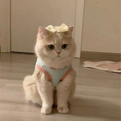 猫咪衣服可爱夏季薄款布偶猫小幼防掉毛四脚衣马卡龙空调背心宠物