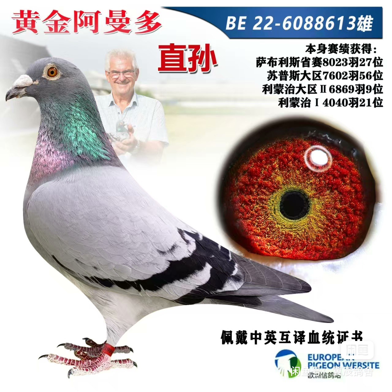 赛鸽成绩鸽鸽子公棚获奖鸽比利时圆环鸽