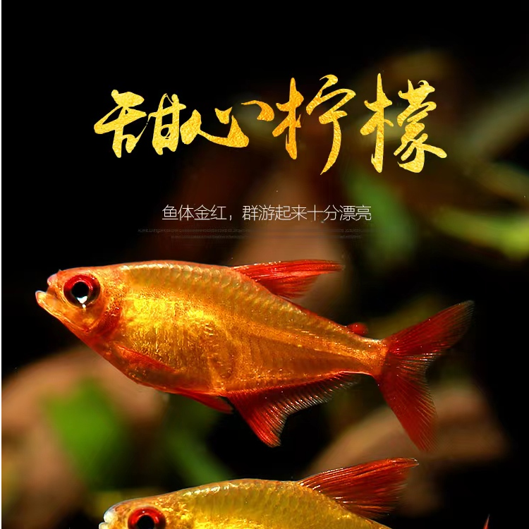 甜心柠檬高档小型灯科鱼热带鱼易养群游活体发货