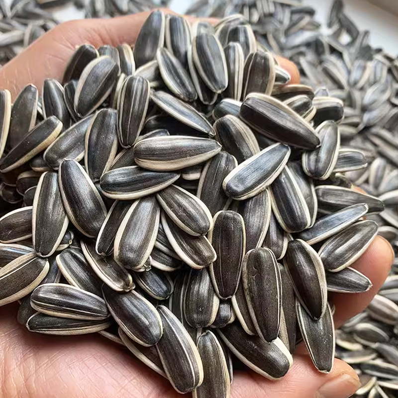 内蒙古巴彦淖尔市生瓜子特惠装葵花籽可炒可煮可盐焗未加工瓜子
